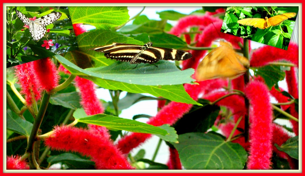 Butterflies (with pussy willows background)