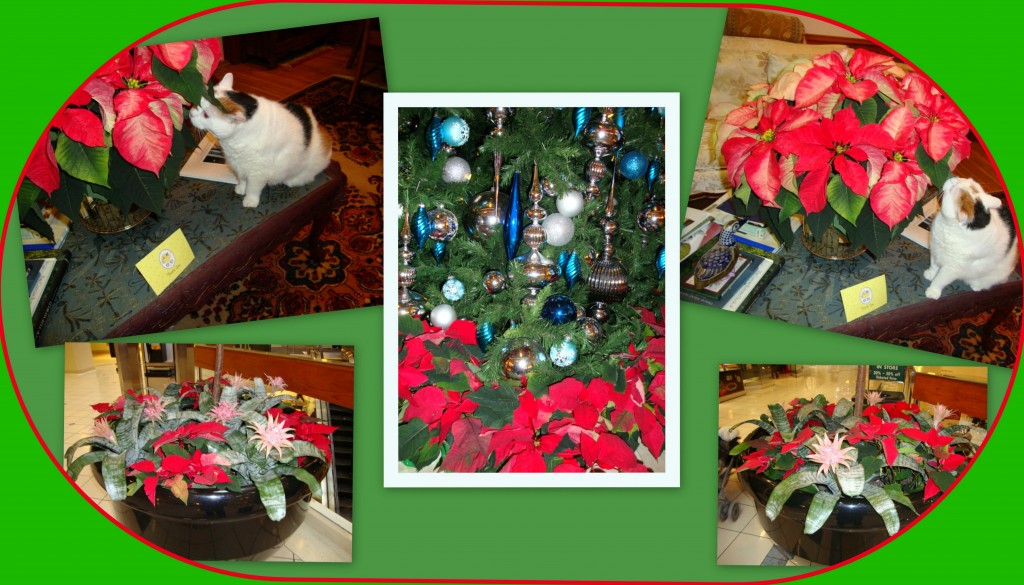 Early December 2013. Our cat is delighted with the first poinsettia we bought for the Season.