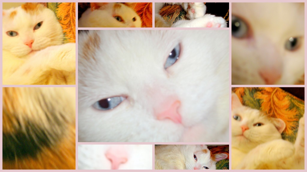 ~ &ldquo;There are no ordinary      cats.&rdquo;  (Colette)    