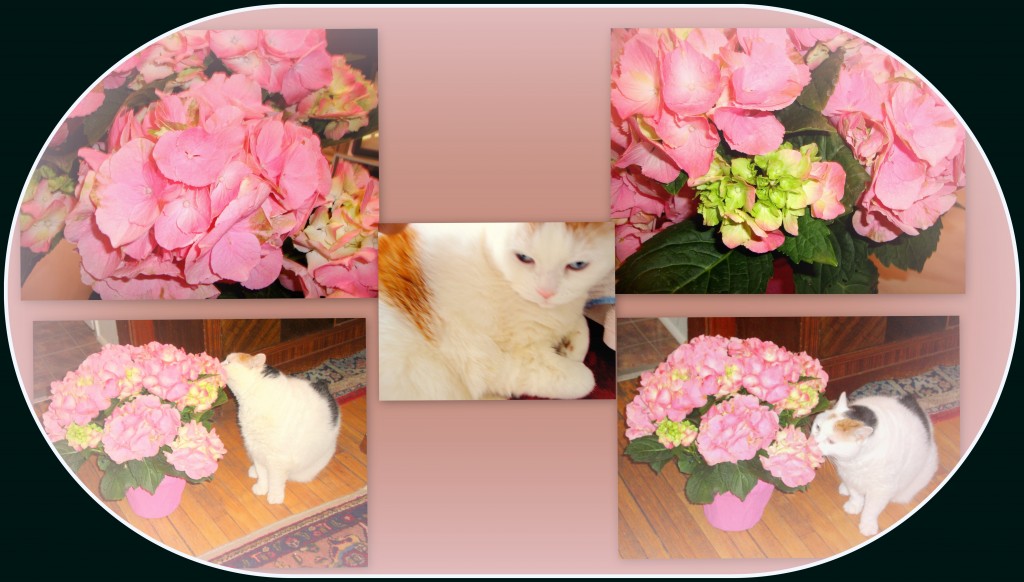 ~ &ldquo;The really great thing about cats is their endless variety.  One can pick a cat to fit almost any kind of decor, income, personality, mood.  But under the fur, there still lies, essentially unchanged, one of the world&rsquo;s free souls.&rdquo;  (Eric Gurney)