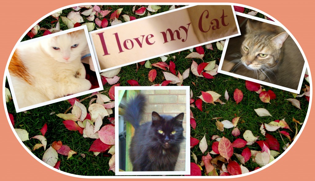 ~ &ldquo;To some blind souls all cats are much alike.  To a cat lover every cat from the beginning of time has been utterly and amazingly unique.&rdquo;  (Jenny De Vries)