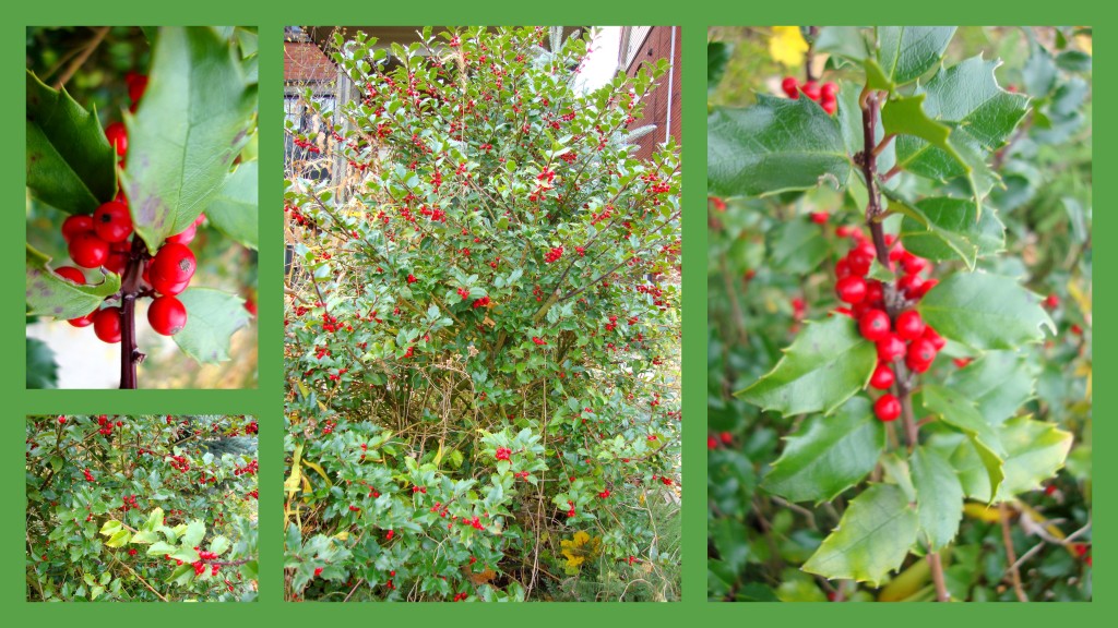 Christmas Holly In My Neighbour&rsquo;s Garden