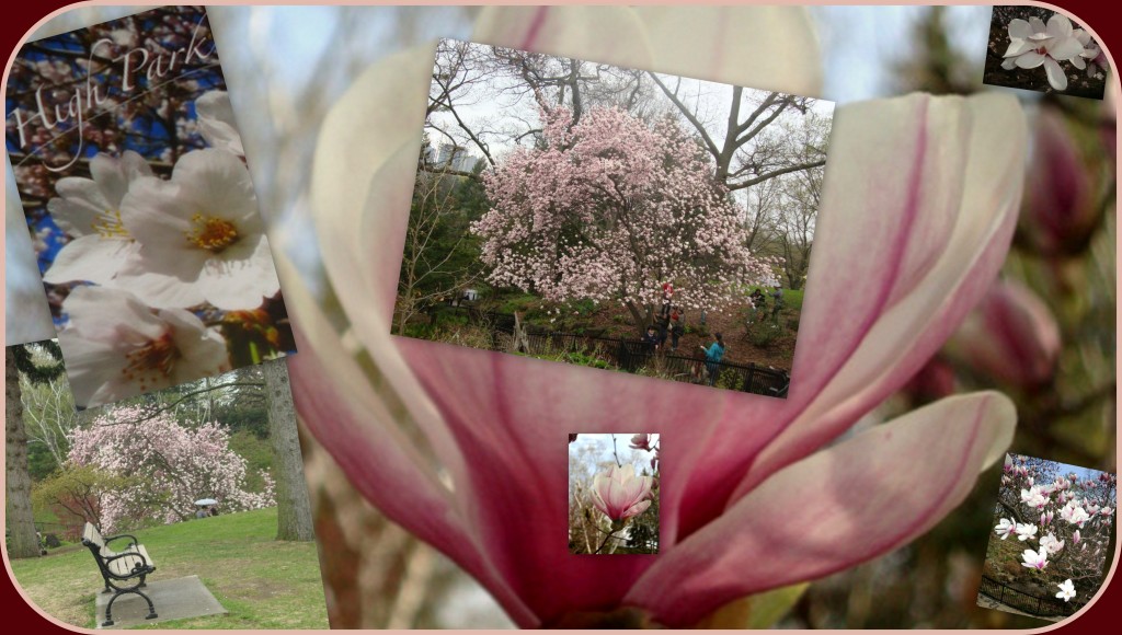The magnolia tree just &ldquo;is.&rdquo; The nature of a tree in full bloom is so different to the way we conduct our own lives. There&rsquo;s no conscious effort to &ldquo;look good&rdquo; for the camera or onlookers. There&rsquo;s a contentment here.