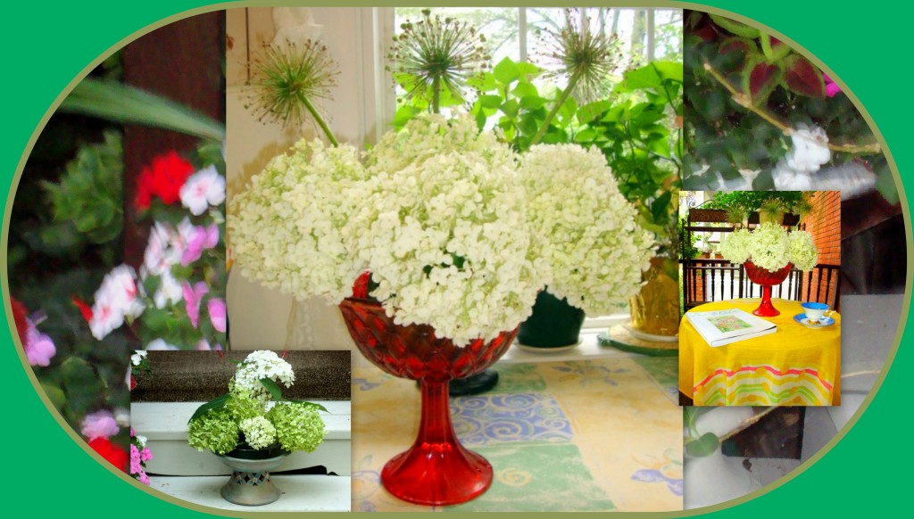 Of all the plants&mldr; the Endless Summer (Hydrangea macrophylla) has generated the most volcanic enthusiasm - Michael Dirr, the author of &lsquo;Manual of Woody Landscape Plants&rsquo;.