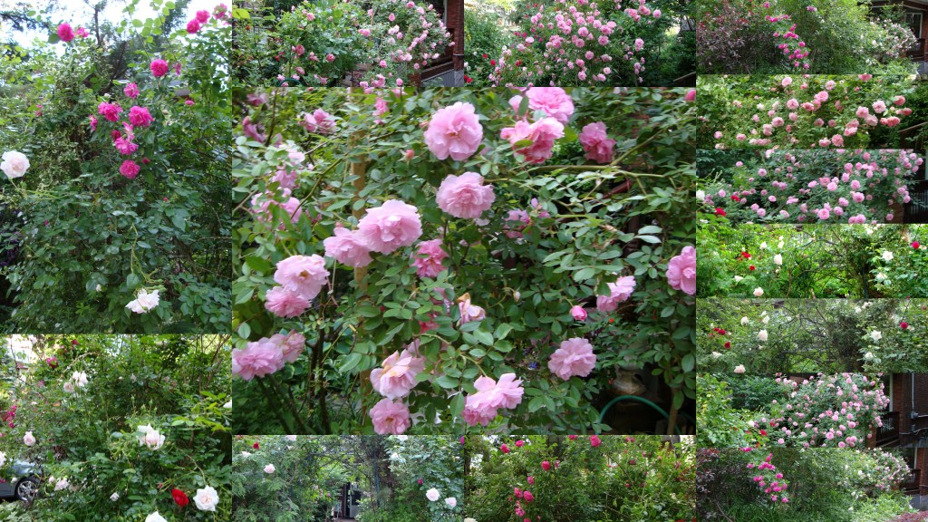 Summer`s Gone (roses)