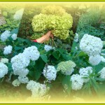 Garden Flowers (Hydrangea Vignette) Yellow