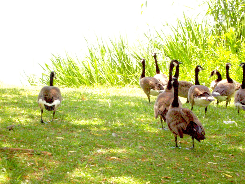 &ldquo;Gone are the birds that were our summer guests.&rdquo; — Henry Wadsworth Longfellow