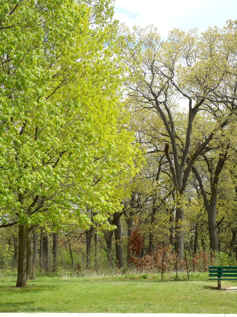 &ldquo;O the green things growing, the green things growing, The faint sweet smell of the green things growing! I should like to live, whether I smile or grieve, Just to watch the happy life of my green things growing.&rdquo; - Dinah Maria Mulock Craik, Green Things Growing 