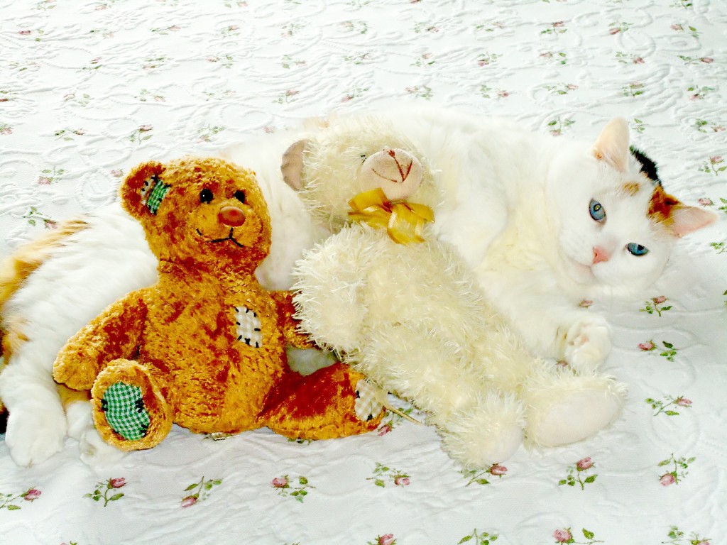 &ldquo;Animals are such agreeable friends ― they ask no questions, they pass no criticisms.&rdquo; ― George Eliot 